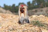YORKSHIRE TERRIER 190